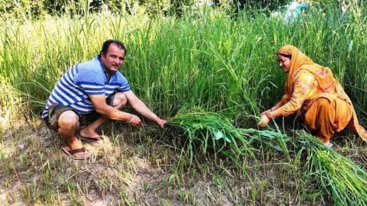 कृषक हितैषी योजनाओं का भरपूर लाभ उठा रहे हमीरपुर जिला के किसान