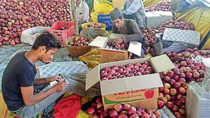 हिमाचल प्रदेश के बागवानों को महंगी मिलेगी सेब पैकिंग की सामग्री, पढ़िए पूरा मामला 