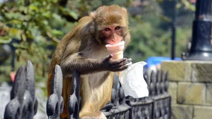 No more monkeys will be killed in Himachal, Vermin period completed may 31 2021