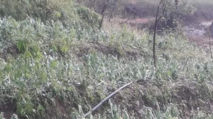 मंडी :सिराज विधानसभा क्षेत्र के ग्राम पंचायत पखरेर में ओलावृष्टि से किसानों की फसल तबाह