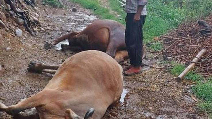 नलसुहा में आसमानी बिजली गिरने से 4 मवेशियों की मौत