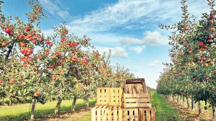 IIT Mandi to study packing of apples and kernels this year june 2021 13 