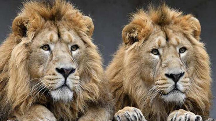 Delta variant of corona virus found in 4 lions of Tamil Nadu zoo