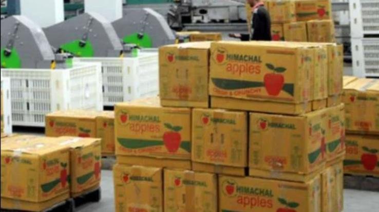 Shock to the gardeners of the state, apple carton became costlier by five to 10 rupees