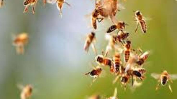 ज्वालामुखी : मझीन- खेतो में काम कर रही बुजुर्ग महिला पर मधुमखियों ने किया हमला,मौत