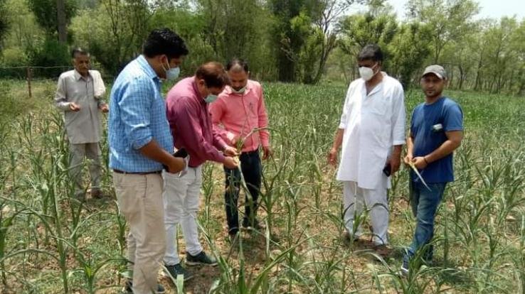 Fall army pest can cause heavy damage to maize