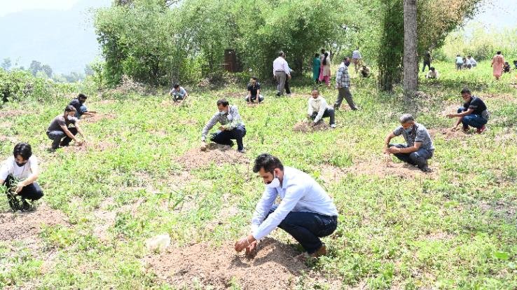 नौणी विश्वविद्यालय में मनाया गया वन महोत्सव