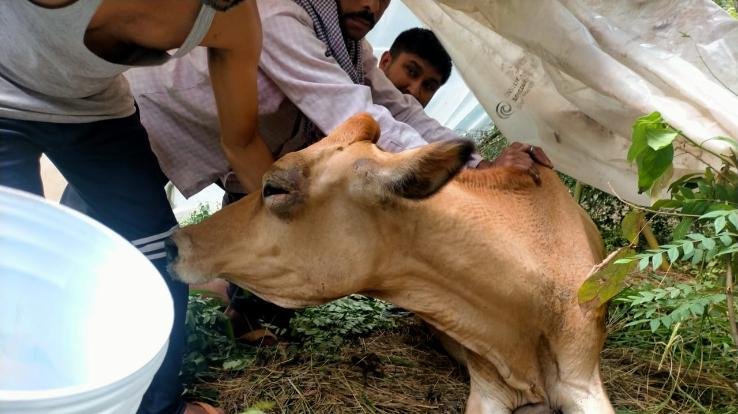 देहरा : बेसहारा गौ वंश को बचाने के प्रयास नहीं हो पाए सफल