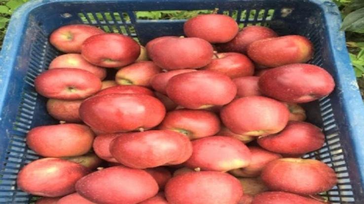 shimla-apple-rate-news-update-august-8