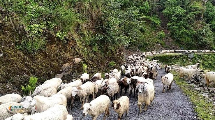 15 thousand sheep and 150 horses trapped in the Parvati valley of Kullu district due to falling iceberg