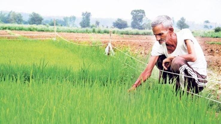 Palampur: Farmers and livestock farmers will get solution of their problems on Kisan Portal