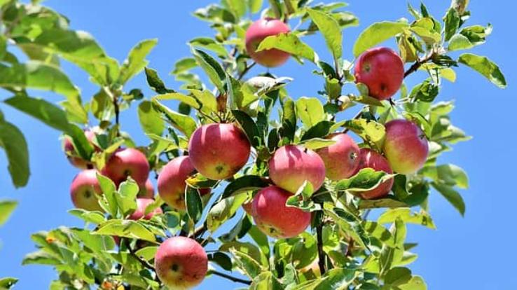 Himachal: Due to fall in the price of apples, the business of billions of the state is in trouble