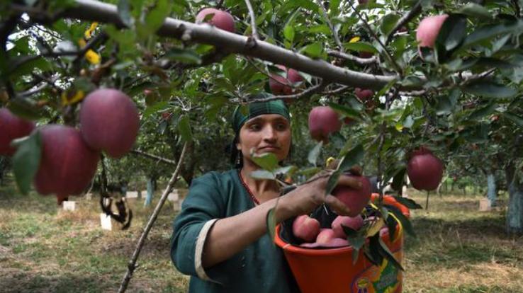 Due to the fall in the prices of apples, the state's economy may derail