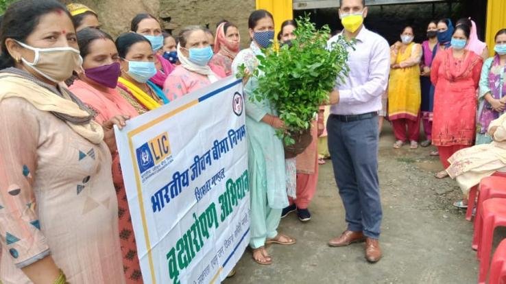 Padhar: Van Mahotsav celebrated in Mohaddhar