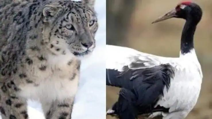 Snow leopard declared as state animal and black necked crane as state bird in Ladakh
