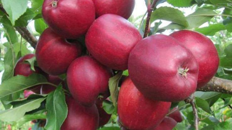 There was a slight jump in the prices of Royal apples in district Kullu, relief to the gardeners