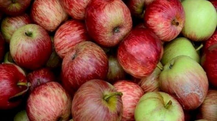 Adani, import or quality factor, why did apple prices fall?