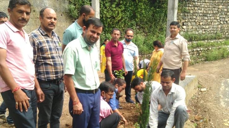 plantation -darlaghat