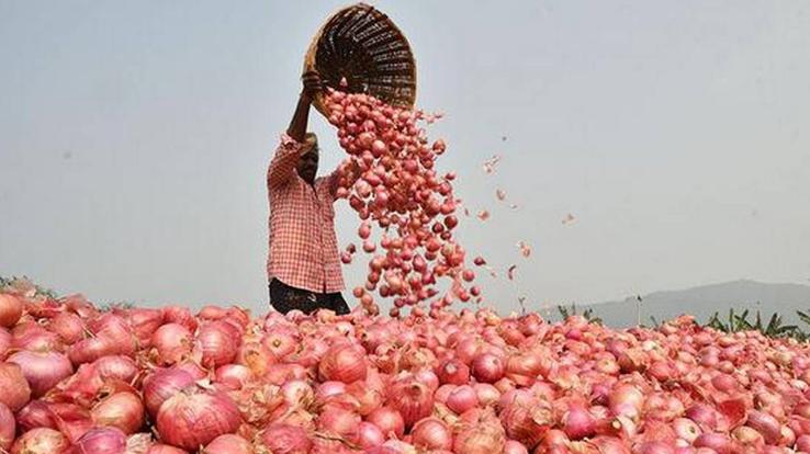 Onion-prices-may-increase