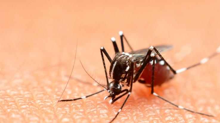 Increasing cases of Dengue and Chikungunya in Maharashtra increased the difficulties of health officials