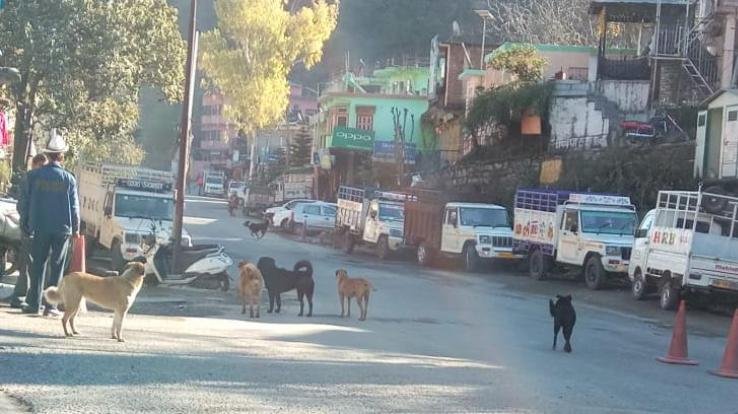 Stray dog herds become a cause of trouble for the common people