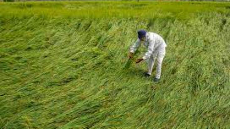 Kullu: Farmers can get insurance of wheat, barley and garlic crops till December 15