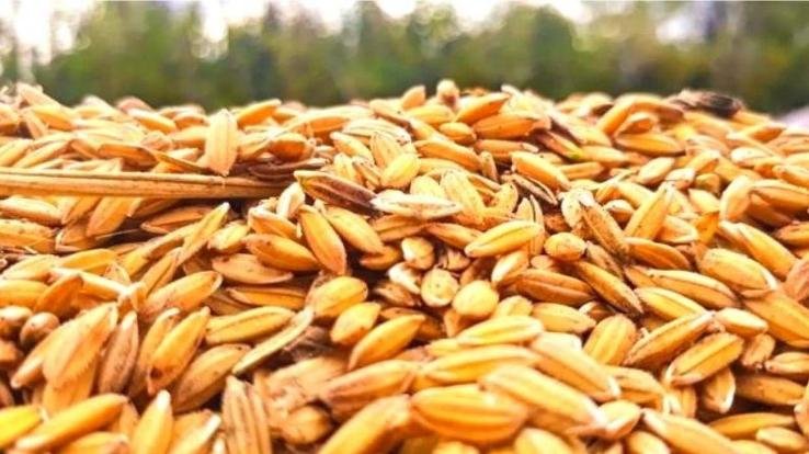 Rajgarh: Paddy will be procured from October 15 in Haripur Tohana and FCI godown Kalaamb