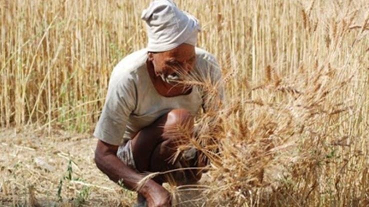 Inflation hit: After wheat, now the prices of animal feed seeds increased, Barseem became expensive by so much