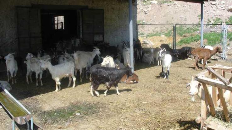Hamirpur: No reduction in subsidy amount of goat rearing scheme - Dr. Manoj Kumar