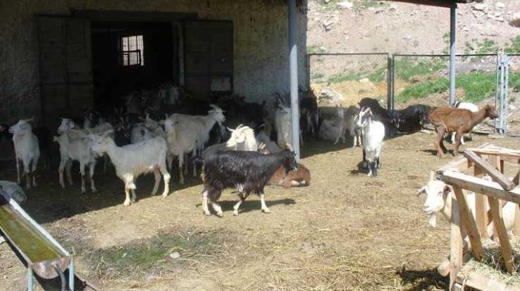 Hamirpur: No reduction in subsidy amount of goat rearing scheme - Dr. Manoj Kumar