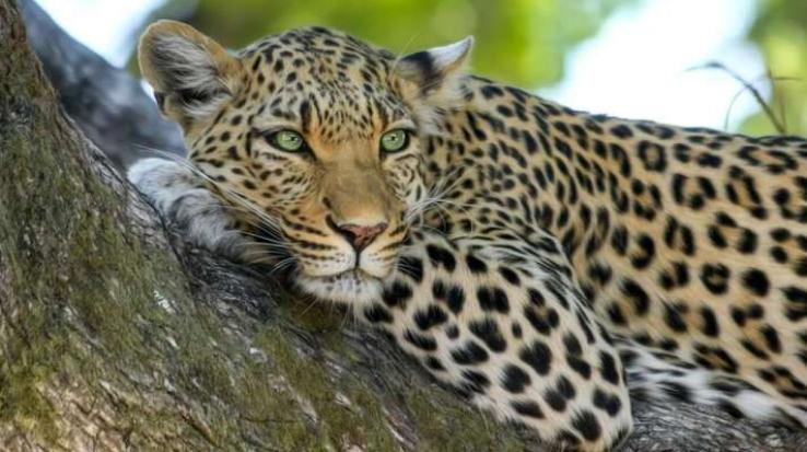 Himachal: Human Rights Commission orders to kill man-eating leopard