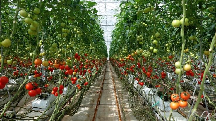 The Journey of Tomato in Solan