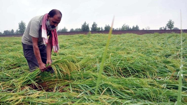 Solan: Farmers urged to get insurance of Rabi crops