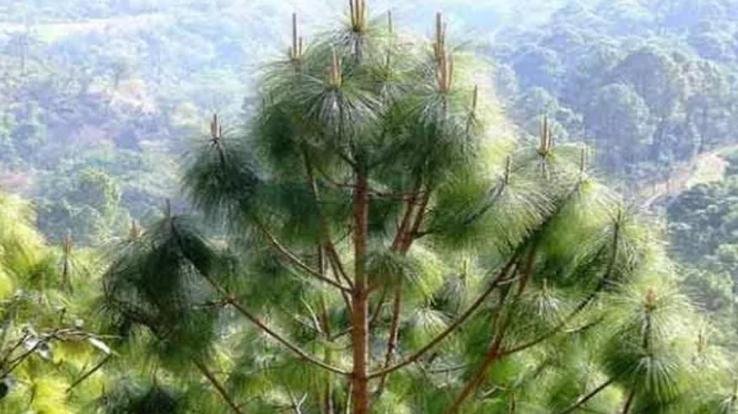 Ethanol will be made from pine leaves