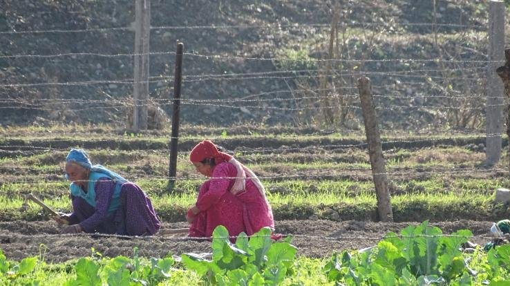 करसोग : रासायनिक खादों के दामों में बढ़ोतरी से नाराज किसान और बागवान 