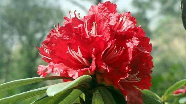 Burans flower found in Himachal Pradesh forests will help in preventing corona virus