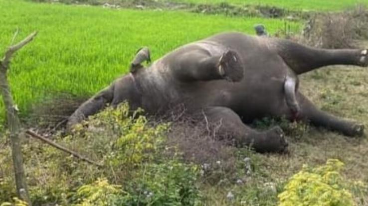 पांवटा साहिब : उपमंडल के बहराल के समीप कोंचवैली में मर्त पाया गया हाथी