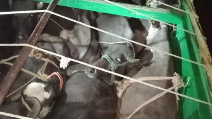 Hamirpur: Police caught a truck full of buffaloes