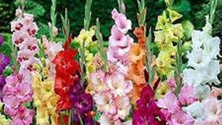 Mandi: Gladiolus flower of Himachal will make a splash