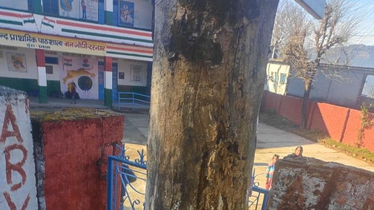 Jogindernagar: A dry tree outside the children's school gate invites the accident