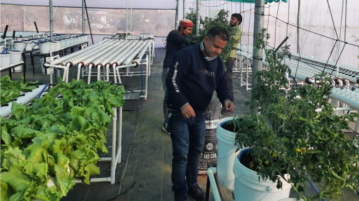 Naveen Sharma, who is earning 50 thousand a month from 'Hydroponics' farming, leaving the corporate sector job
