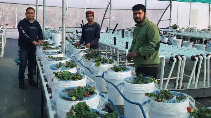 naveen became a source of inspiration for youth by doing hydroponics farming