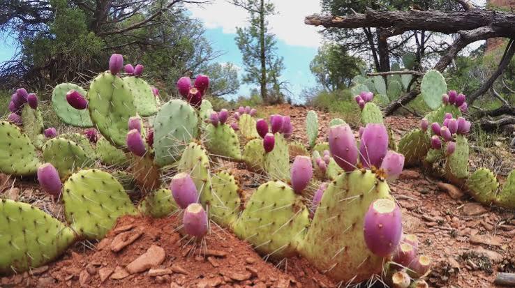 Cactus fruit is a panacea for many diseases