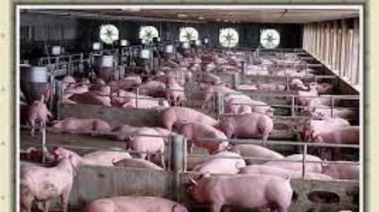 State's economy is getting a boost due to pig farming