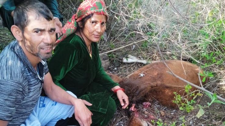 Panchayat Bareilly, tiger created terror for a few days
