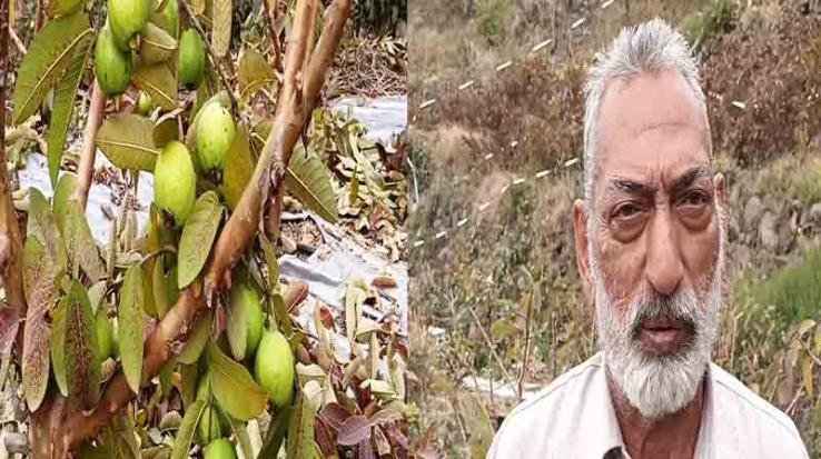 एचपी शिवा परियोजना से समृद्ध बने किसान, फलों के लहलहाते बगीचे बयां कर रहे खुशहाली की दास्तान