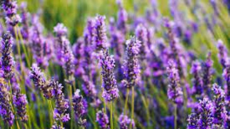 Farms will be smelling of lavender cultivation, farmers will be chirping with profits