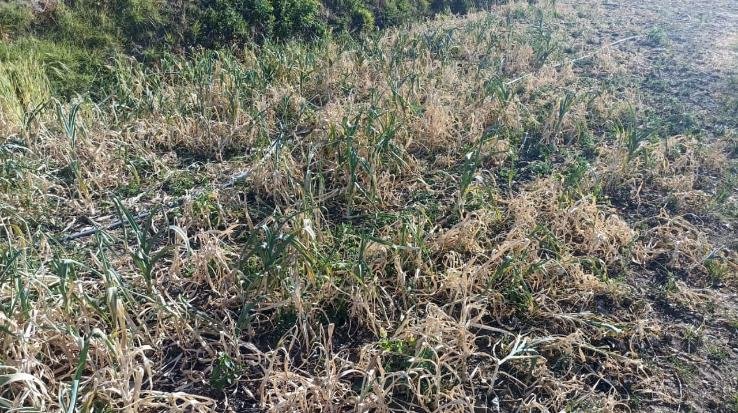 Kisan Sabha sought drought relief package for garlic growers