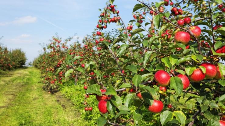 horticulture is the backbone of himachals economy 