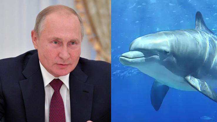 Now Russia has launched 'spy dolphin' in the battlefield, know what is the whole matter